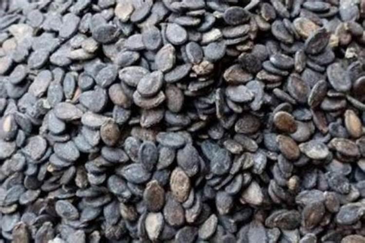 蔷薇花怎么施肥,蔷薇花施肥方法