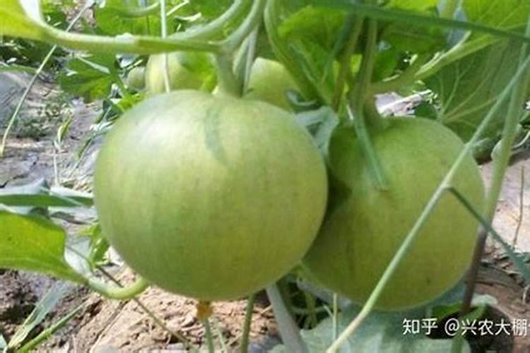 香瓜施尿素可以吗