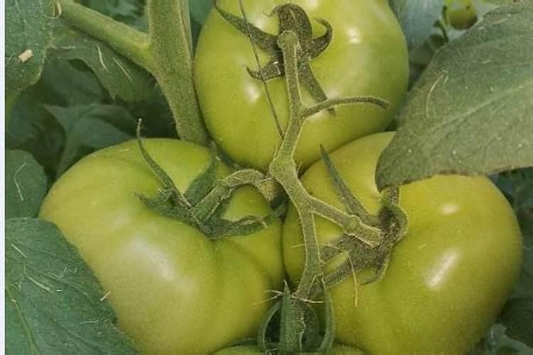 蔬菜出苗后怎样追肥