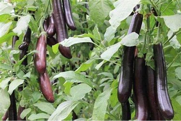 茄子移栽后多久可以施肥