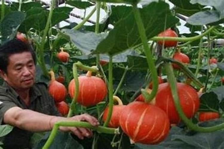 南瓜如何施基肥和追肥？