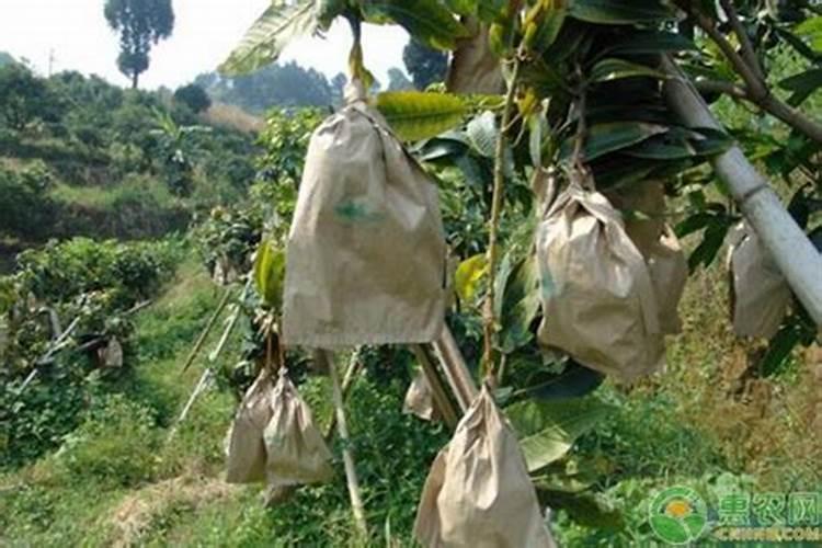 怎样给芒果套袋？