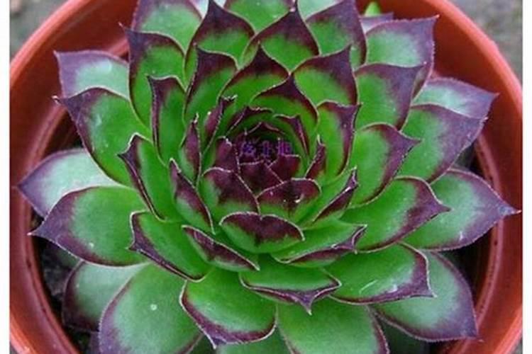 学会给观音莲正确施肥方法,苗壮长得好,度夏也不难,如何施肥？