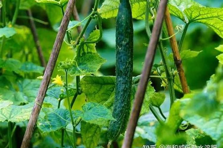 叶面水溶肥怎么喷施,才能让效果翻几番？