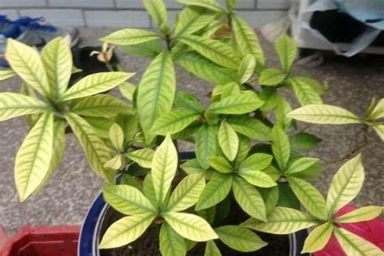 芹菜施肥能用尿素吗