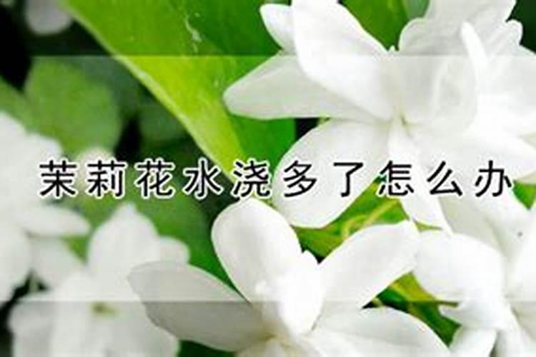 茉莉花新长的叶子为什么焦了？是否是施肥过多？