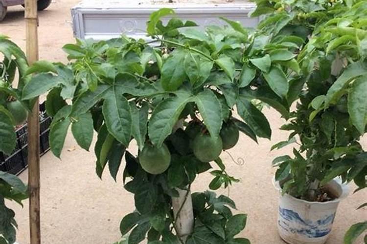 百香果正确施肥方法