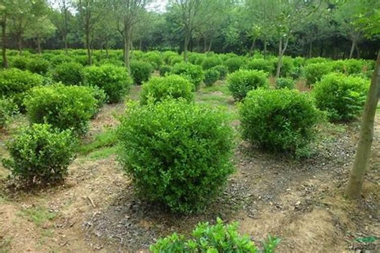 氮肥、磷肥、钾肥各是适用哪些状况的植物？