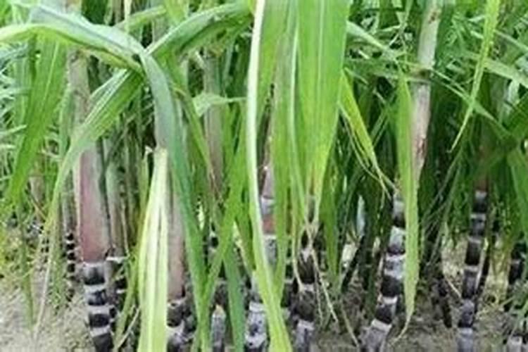 甘蔗需要在什么时间阶段,施肥是最好的时候？