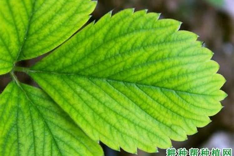 镁过量对葡萄试管苗的影响？