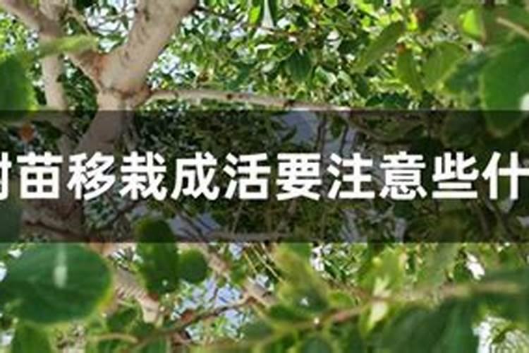 树苗施什么肥料什么时间施肥最好