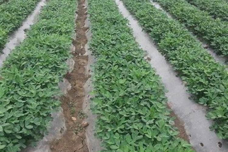 花生应该施含什么最多的肥