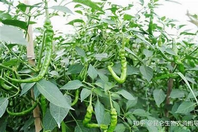 辣椒施什么肥最好