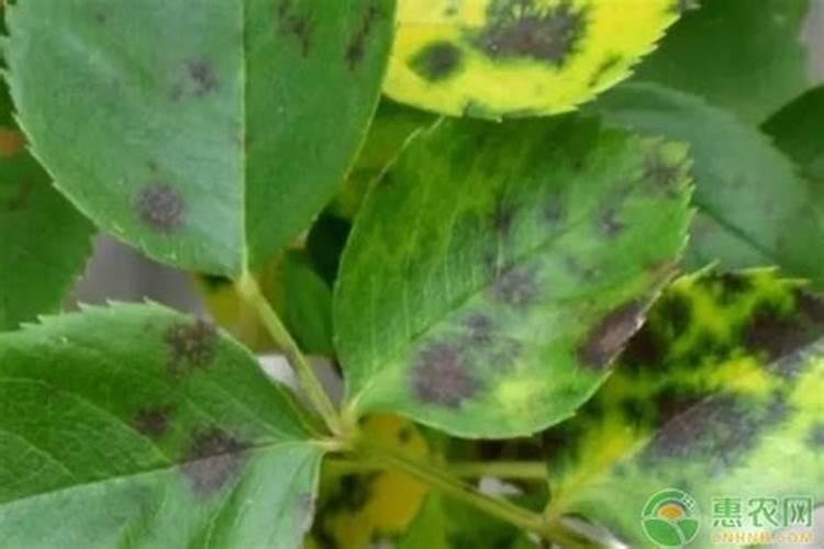 杏树黑斑病用啥药效果好