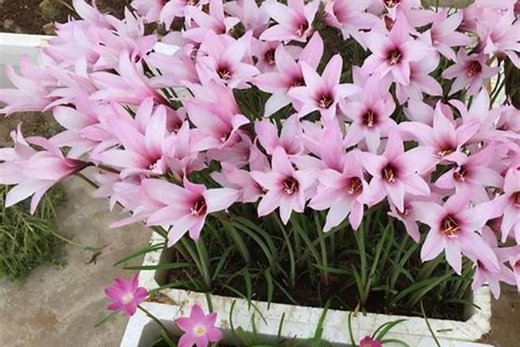 风雨兰花期可以施肥吗