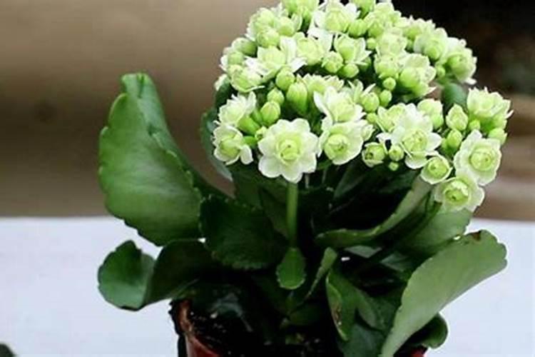 长寿花养殖方法 十一月份多施磷钾肥