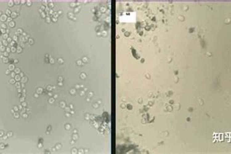 郎酒顺品480是粮食酒吗？