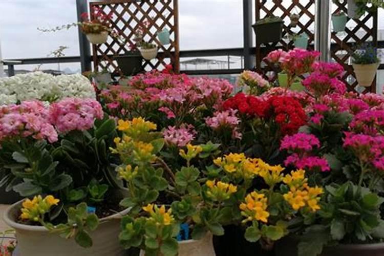 磷酸二氢钾怎么给长寿花施肥,施肥技巧