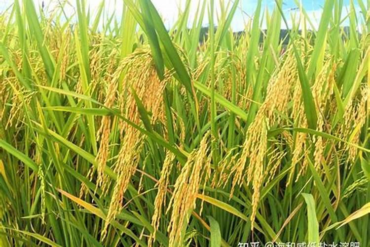 立秋后水稻能不能施肥