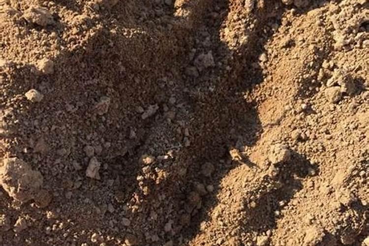 杨梅种植管理事项有什么？