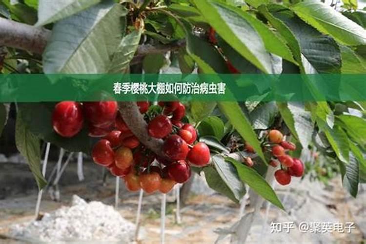 海藻树多久浇一次水