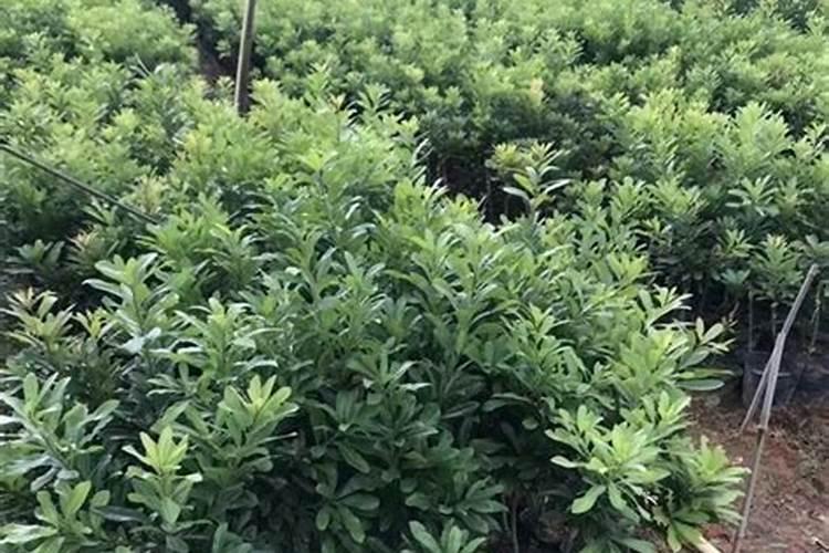 杨梅树最佳施肥时间 杨梅树什么时候施肥