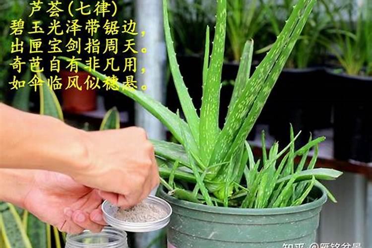 玉米水溶肥的使用方法