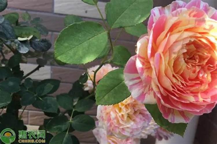 月季花最佳施肥时间是哪时候 月季花什么时候施肥好