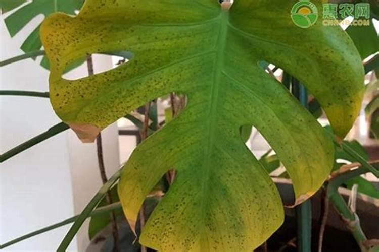 多肽有机氮肥是什么