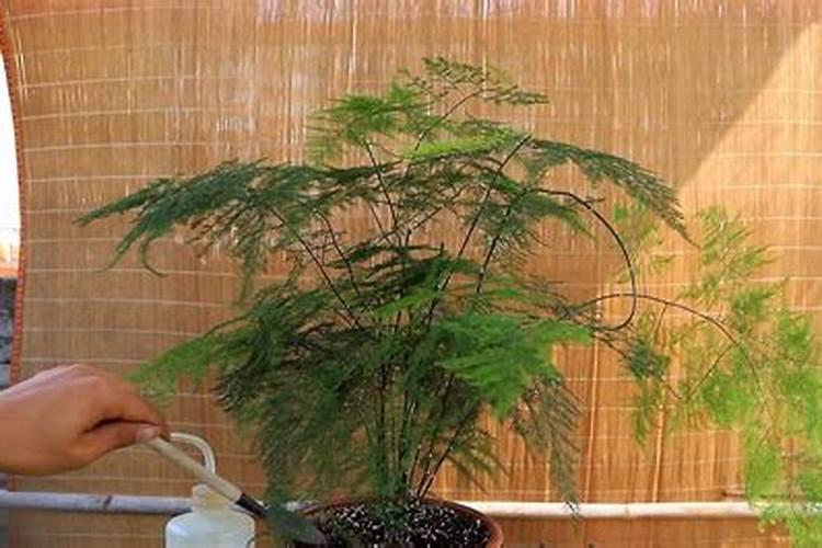 文竹施肥用什么肥料,腐熟稀薄的有机肥液最适宜