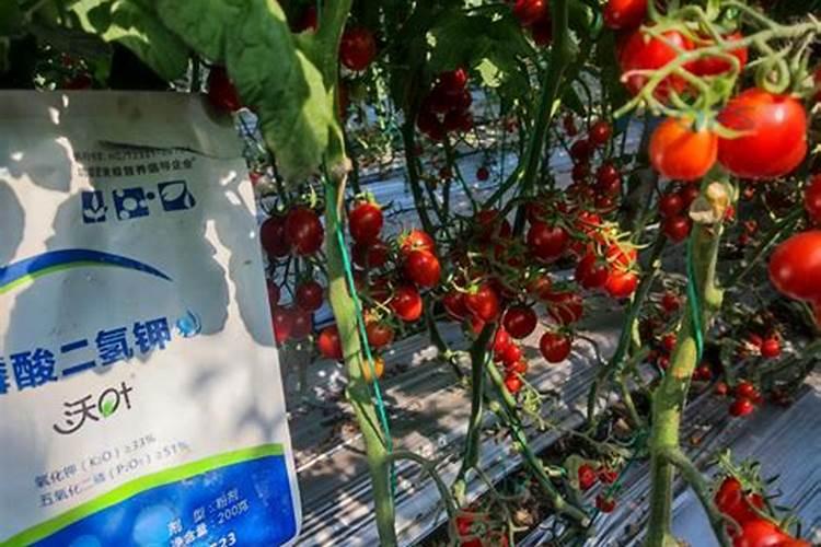 导致番茄裂果的原因有哪些？如何防治？