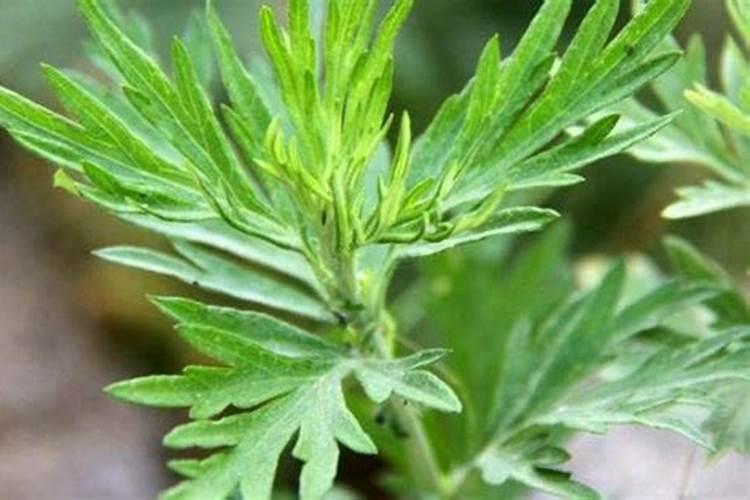泉州十大蔬菜批发市场 泉州蔬菜市场有几个 泉州蔬菜批发市场哪里...