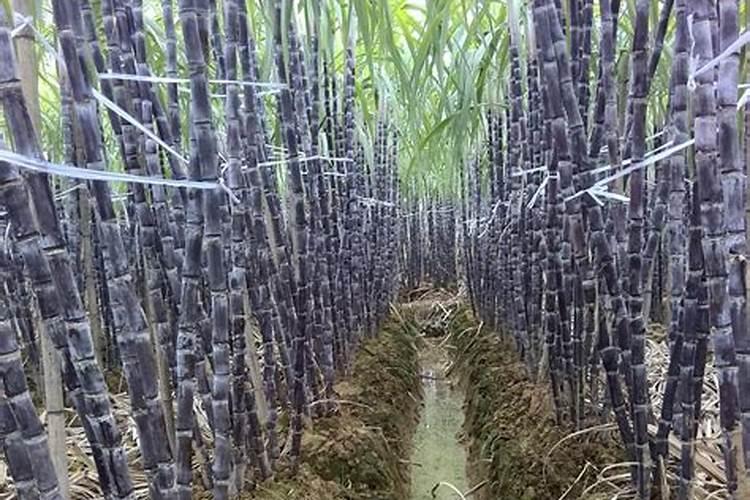 黑皮甘蔗几天打一次920