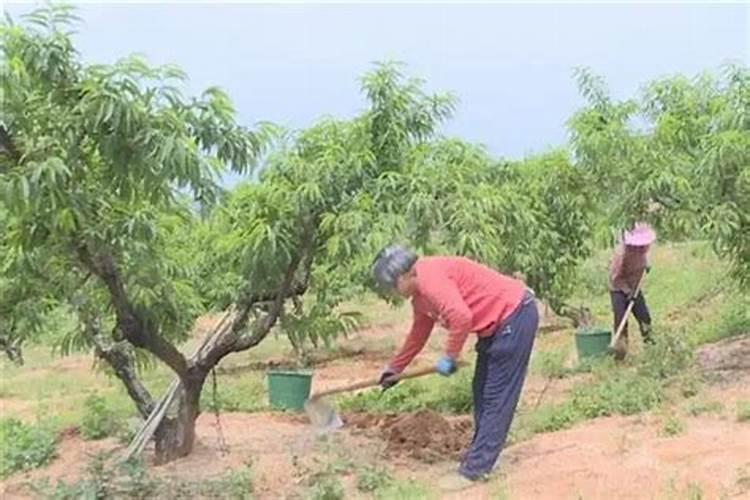 桃子增甜最简单的方法