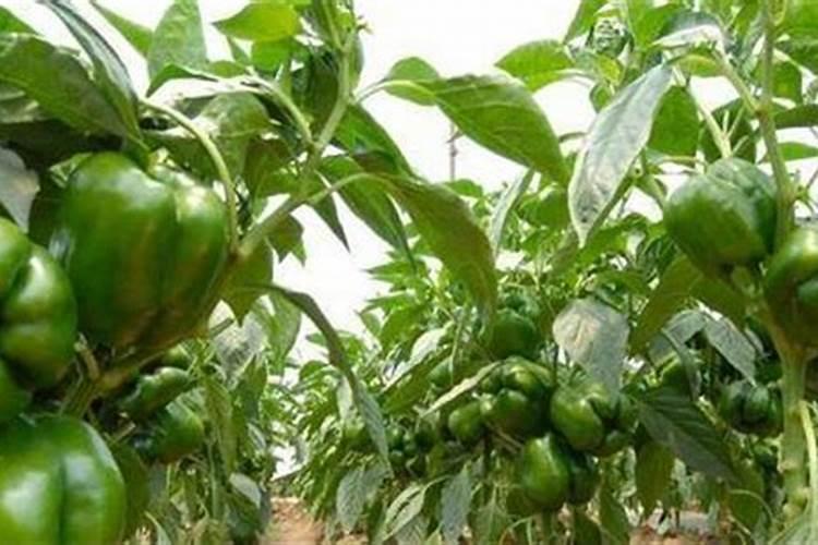 宁奥水溶肥效果怎么样