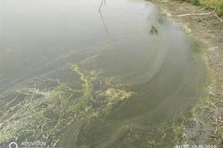 鱼条条肥水需要哪些