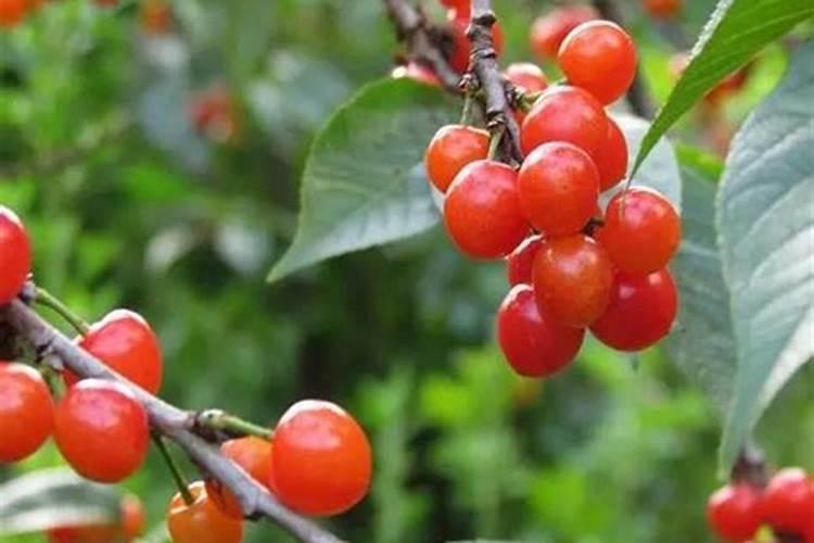 葡萄施肥的最佳时间