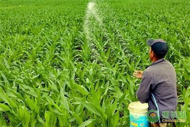 玉米苗打苗后除草剂药害矮状还能长玉米棒吗？