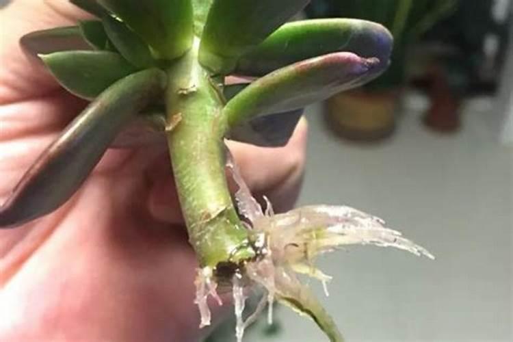 生根粉的使用方法怎么用比较好