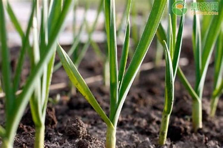 中华木绣球耐寒多少度,木绣球北方过冬耐零下多少度