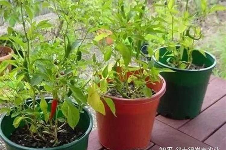 辣椒幼苗期怎么施肥？