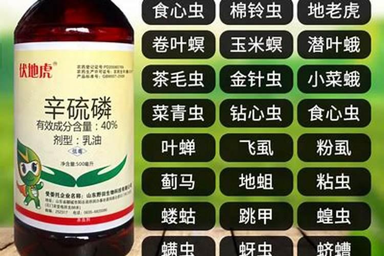 种植白菜时放辛硫磷可不可以？