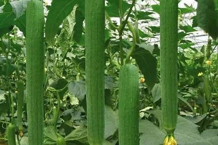 丝瓜用什么肥料结果多