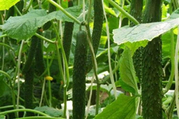 黄瓜挂果期用什么化肥好？黄瓜结果期追施什么肥料好？