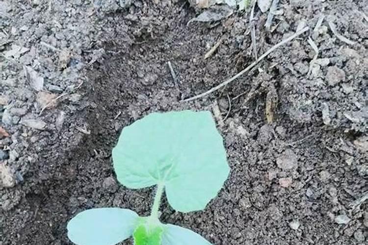 冬瓜苗移植后多少天可以施肥