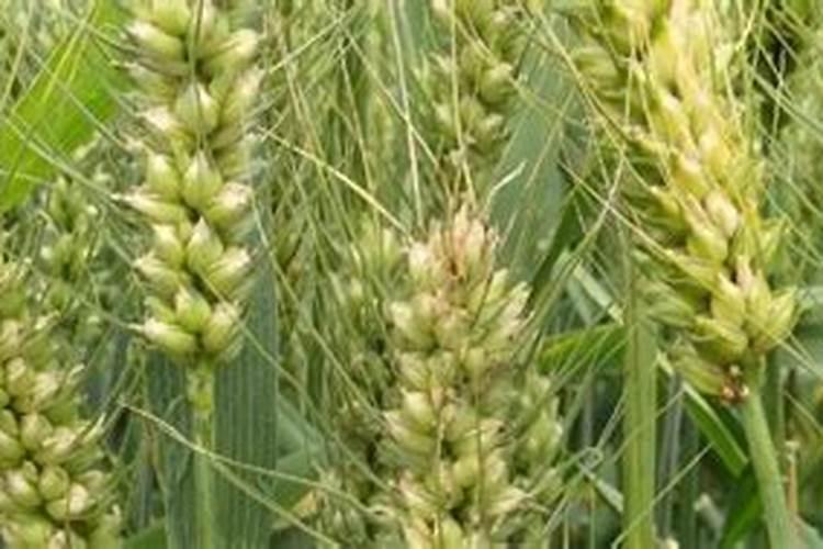 花生种下去几天发芽,附花生种植方法