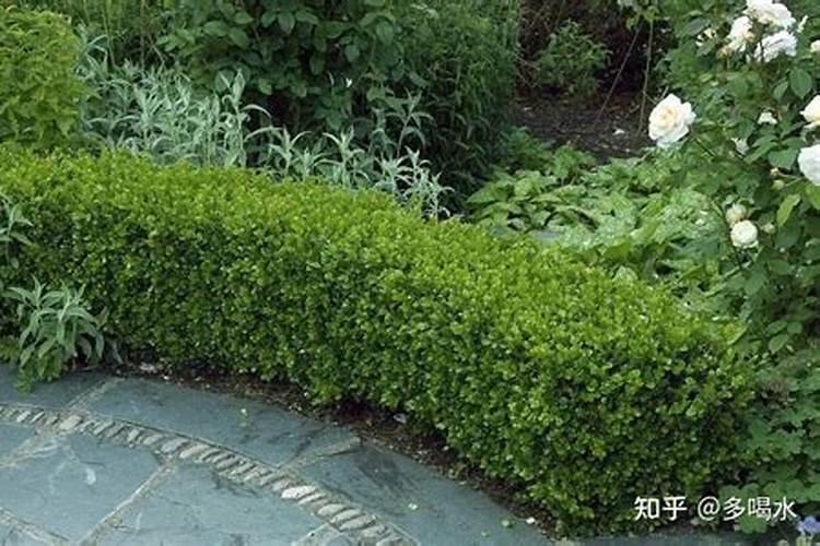 火棘几年开花结果