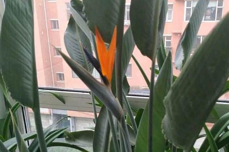 鹤望兰施肥方法及注意事项