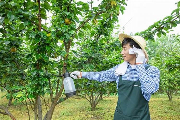 果树增甜打什么药水