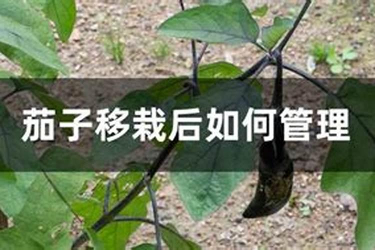 茄子移栽后怎样蹲苗